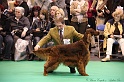 Crufts2011_2 054